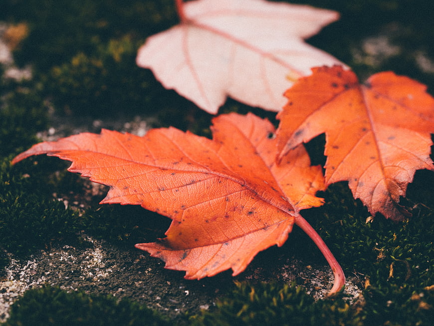 Close-up of vibrant orange maple leaves on mossy ground