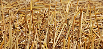 Close-up of dry cut straw stalks in a harvested field