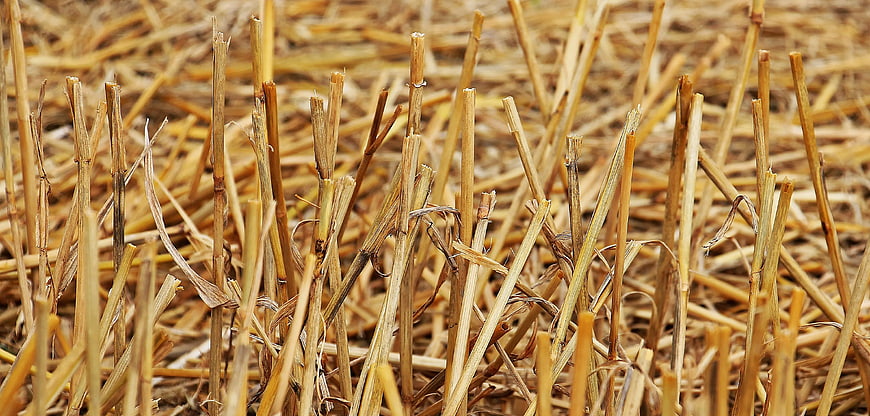 Close-up of dry cut straw stalks in a harvested field
