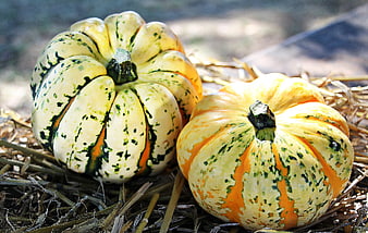 Two decorative heirloom pumpkins on straw