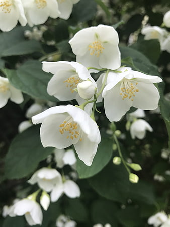 Close-up of white jasmine flowers with green leaves