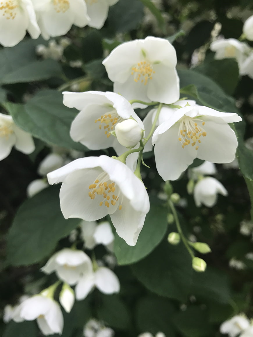 Close-up of white jasmine flowers with green leaves