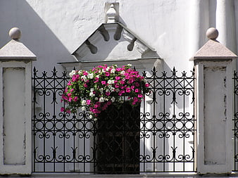 Vibrant Pink and White Petunias in Window Box on White Wall