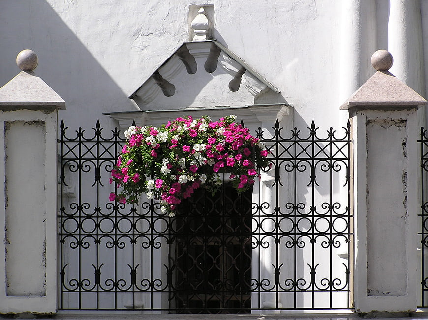 Vibrant Pink and White Petunias in Window Box on White Wall