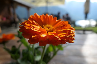Close-up of vibrant orange calendula flower in garden