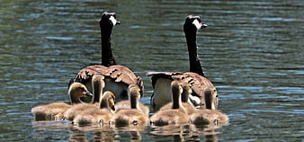 Canada Goose Family with Goslings Swimming in Lake