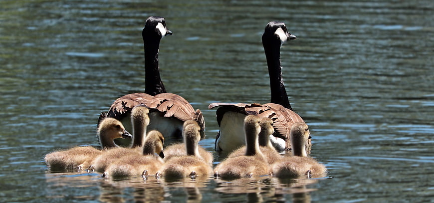 Canada Goose Family with Goslings Swimming in Lake