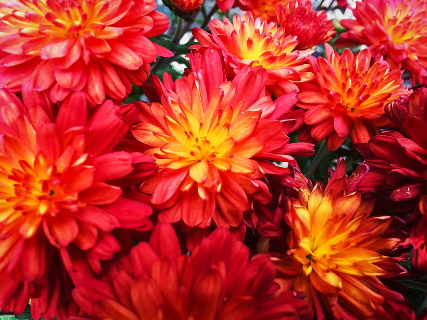 Vibrant Red and Orange Chrysanthemum Flowers Close Up