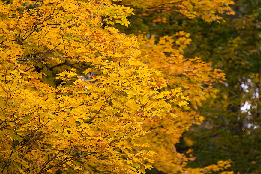 Vibrant Yellow Maple Leaves in Autumn Forest