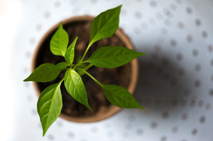 Top view of young green plant seedling in pot