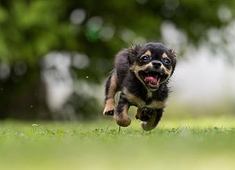 Cute black and tan puppy running on green grass