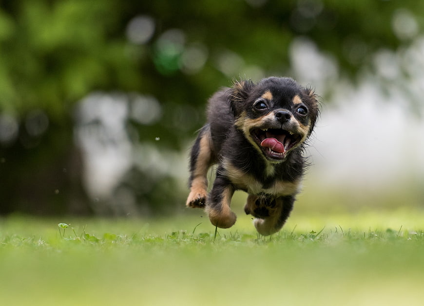 Cute black and tan puppy running on green grass