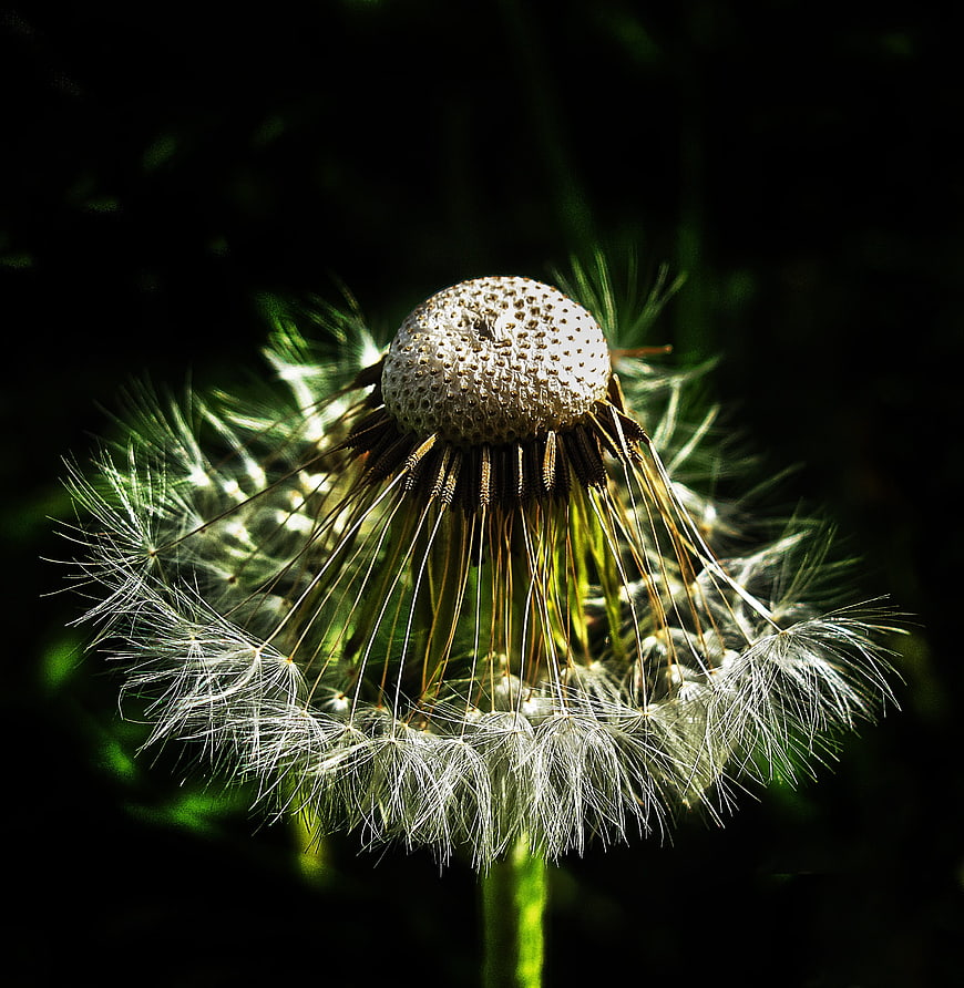 Macro close-up of a dandelion seed head with backlit fluffy seeds