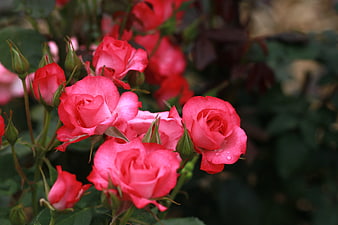 Vibrant Pink Roses With Water Droplets In A Lush Garden