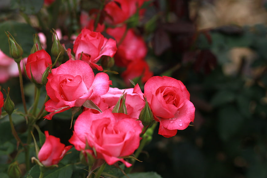 Vibrant Pink Roses With Water Droplets In A Lush Garden