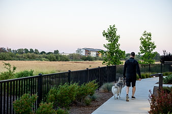 Man Walking Husky Dog on Suburban Path at Dusk