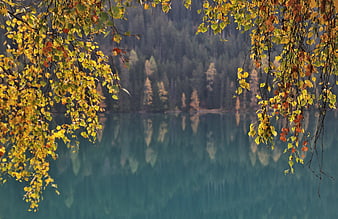 Autumn birch branches framing a serene alpine lake with forest reflections