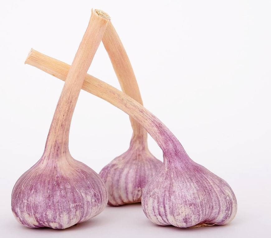 Three purple garlic bulbs isolated on white background