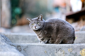 Gray cat sitting on concrete ledge outdoors