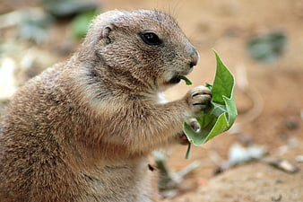 Close-up of Prairie Dog Eating Green Leaf