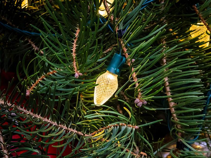 Close-up of warm Christmas light on pine tree branch