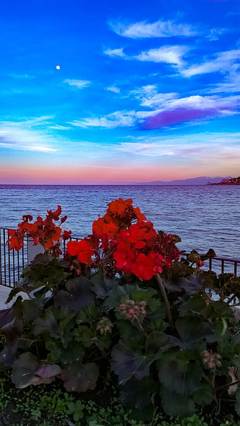 Red Geraniums Against Sunset Sea and Moon