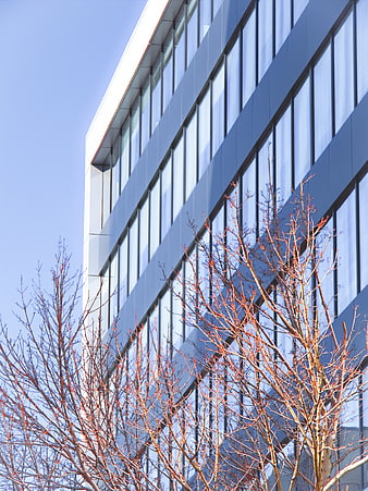 Modern Glass Office Building with Bare Trees