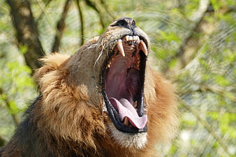 Male Lion Roaring With Open Mouth And Sharp Teeth