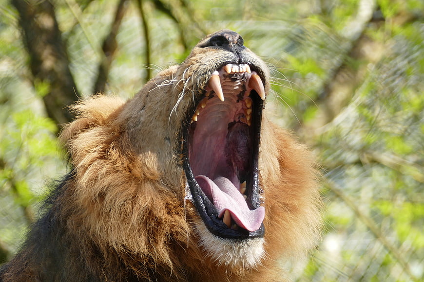 Male Lion Roaring With Open Mouth And Sharp Teeth
