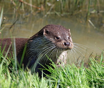 Close-up of a wet brown otter in green grass