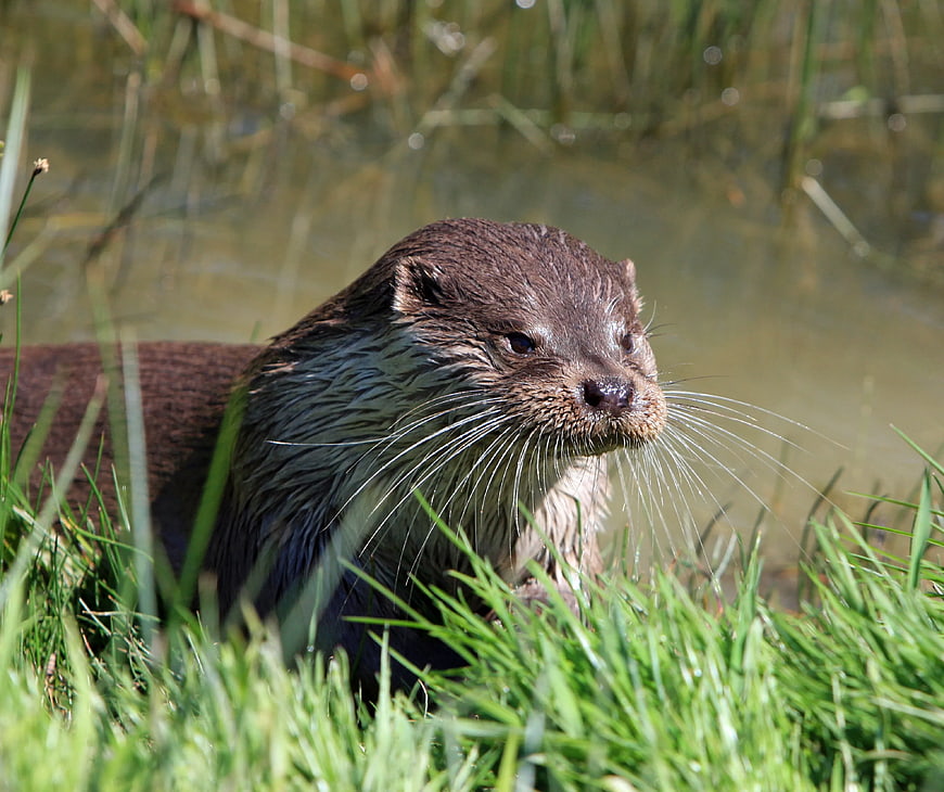 Close-up of a wet brown otter in green grass