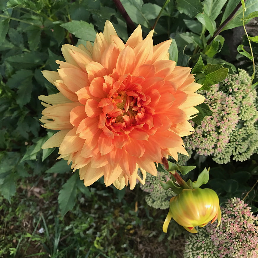 Vibrant Orange Dahlia Flower in Garden