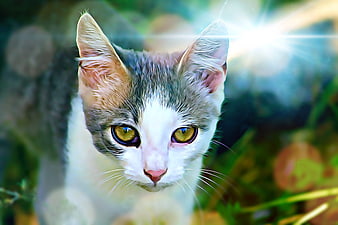 Close-up of a cute calico kitten with green eyes in sunlight