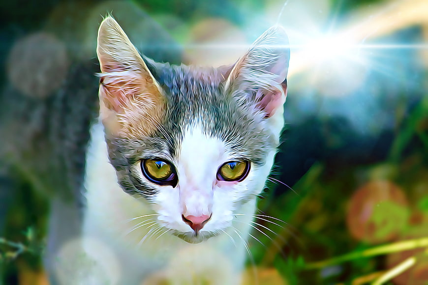 Close-up of a cute calico kitten with green eyes in sunlight