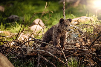 Young brown bear cub standing on a log in a forest