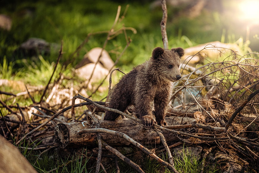 Young brown bear cub standing on a log in a forest