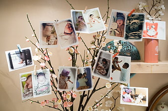 Baby photo display on flowering branch with clothespins