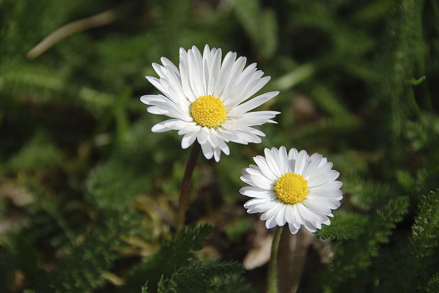 Two White Daisies with Yellow Centers in Green Grass
