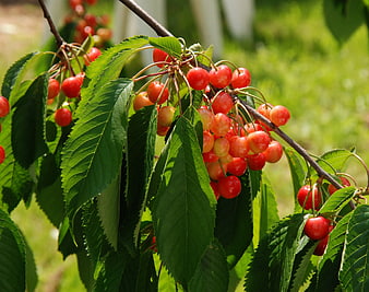 Ripe Red Cherries Hanging on a Tree Branch