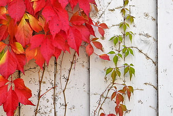 Vibrant Autumn Ivy Leaves on White Weathered Wooden Fence