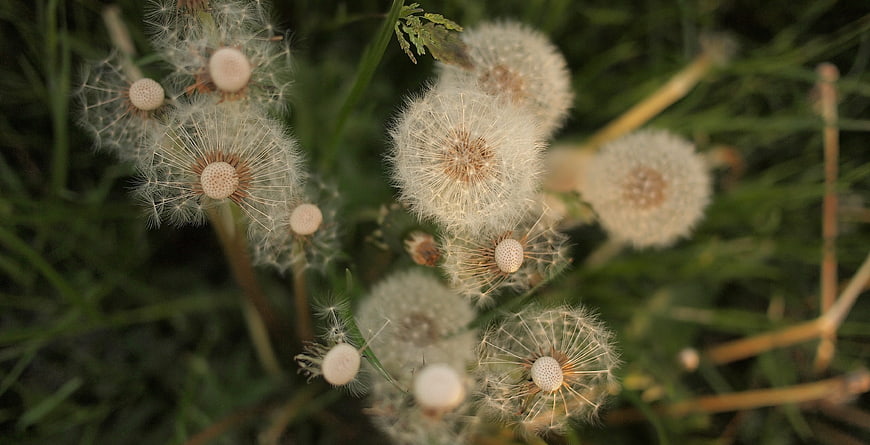 Close-up of fluffy white dandelion seed heads in green grass