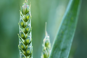 Close-up of green wheat ear in agricultural field