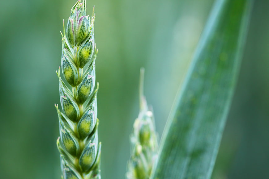 Close-up of green wheat ear in agricultural field
