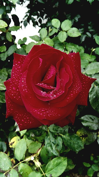 Close-up of a vibrant red rose with water droplets