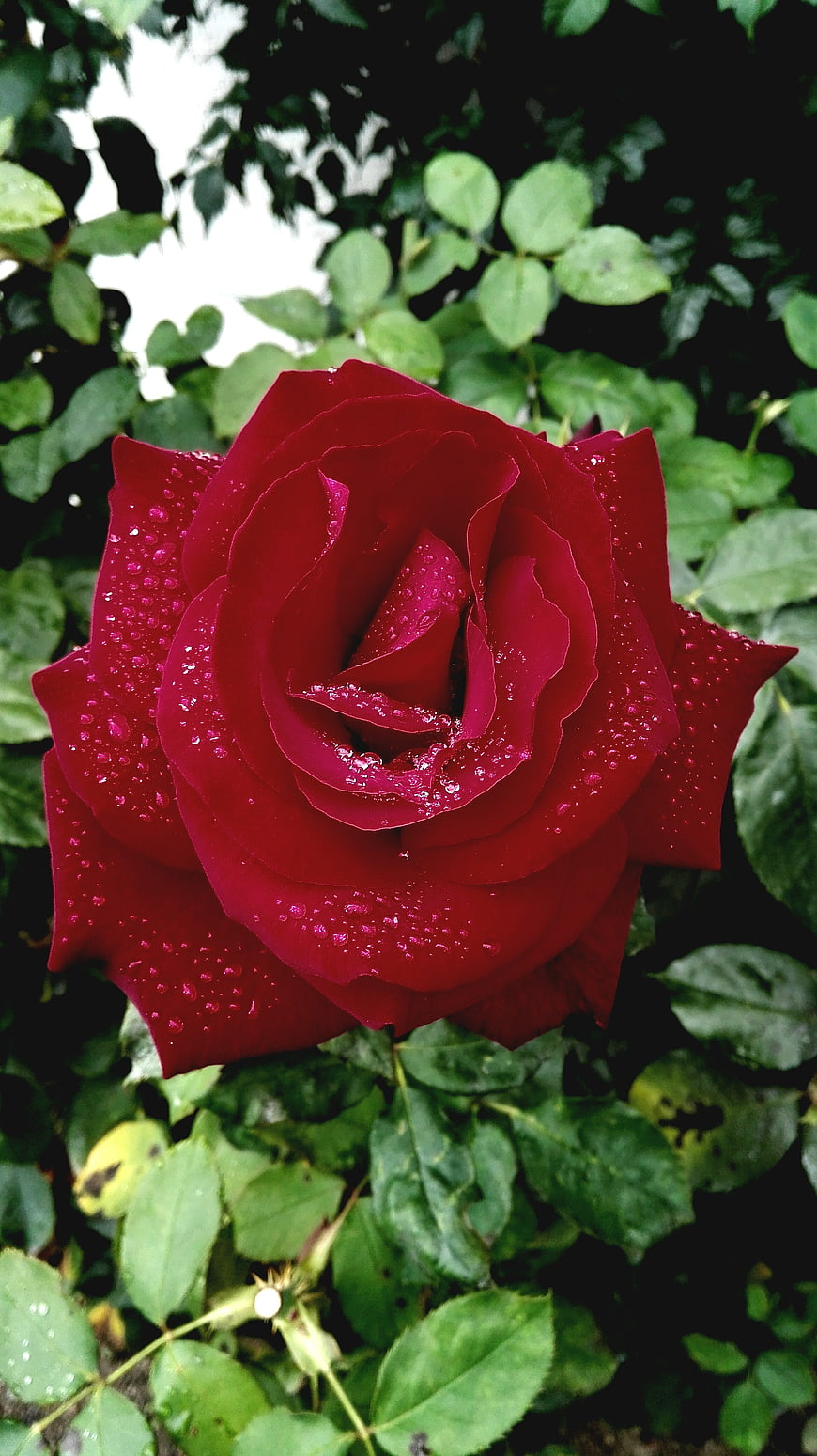 Close-up of a vibrant red rose with water droplets
