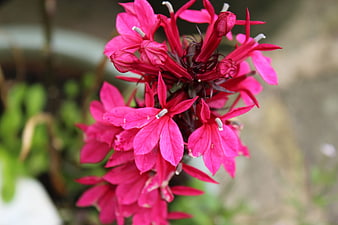 Close-up of vibrant pink salvia flower cluster