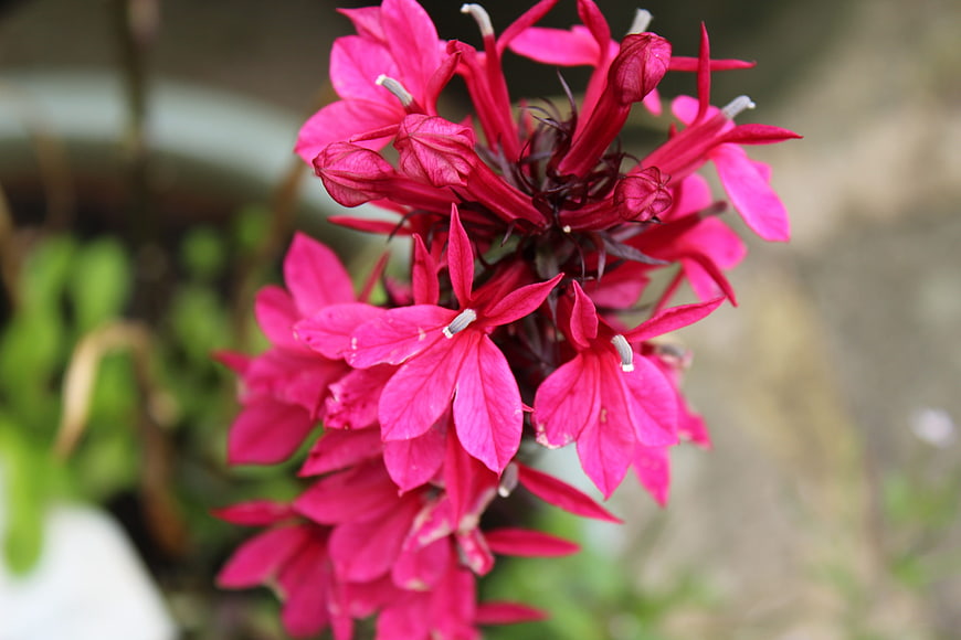Close-up of vibrant pink salvia flower cluster