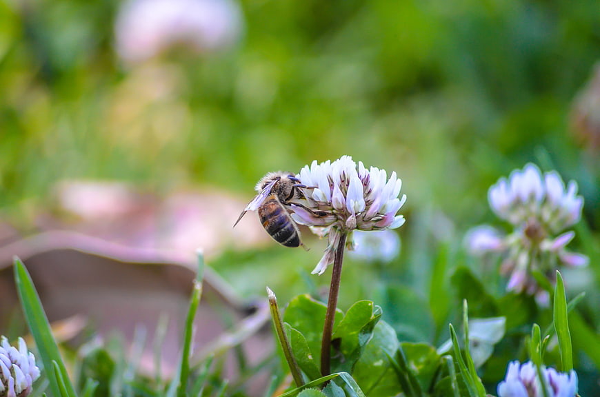 Honeybee Pollinating White Clover Flower in Green Grass
