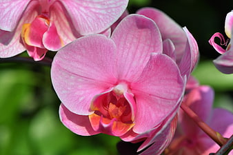 Close-up of vibrant pink orchid flower with green background