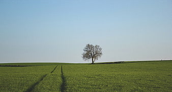 Lone Tree in Green Field Under Blue Sky